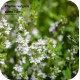 Kruidenplantjes